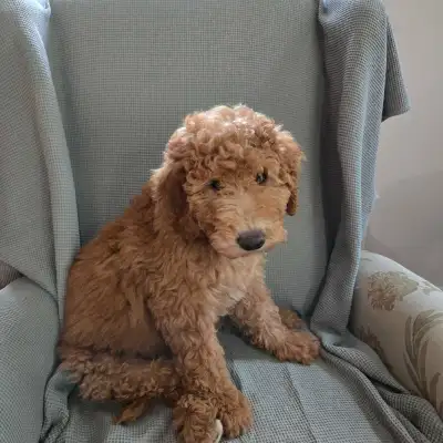 Magnifique tempérament Goldendoodle miniature femelle Très intelligente, apprend rapidement Vaccinée...