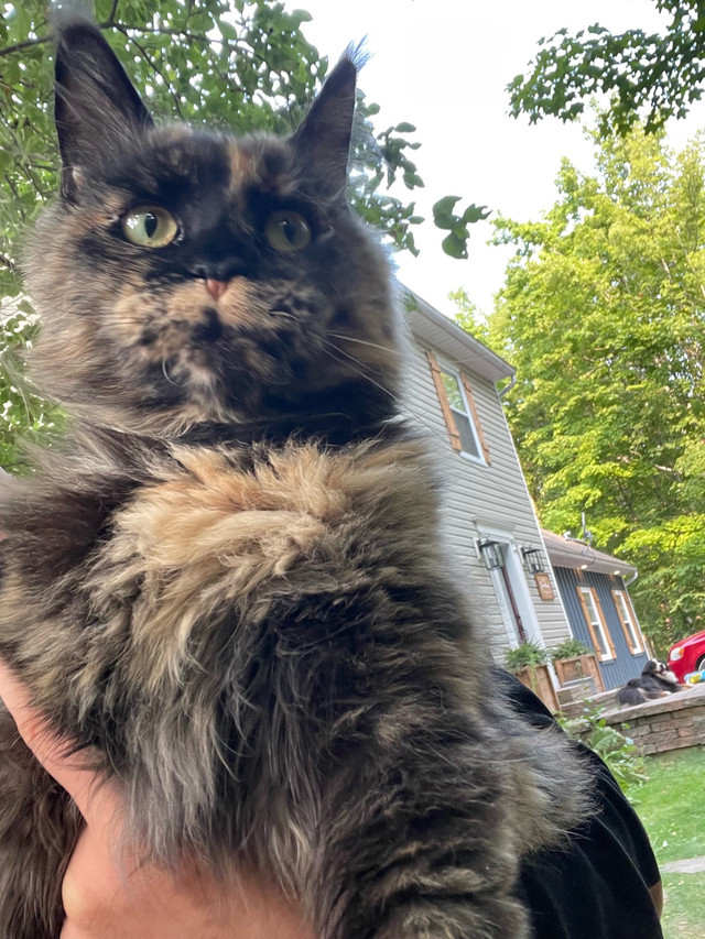 Retired Maine Coon Female in Cats & Kittens for Rehoming in Belleville - Image 2