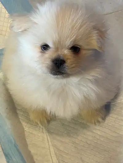 If you are interested in this puppy i suggest you text or call directly i rarely check messages on h...