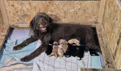  Golden Aussiedoodle Puppies Looking for Loving Homes! , View more