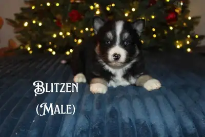 Pomsky Puppies (Mini Husky), View more