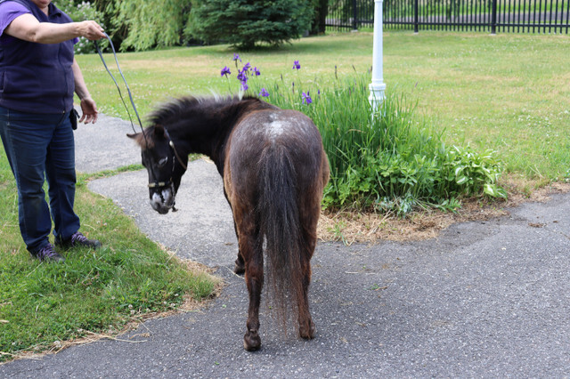 jument miniature, black appaloosa gestante dans Chevaux et poneys à adopter  à Drummondville - Image 2