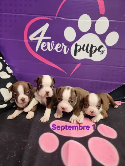 Boston terrier puppies ready august 10 and september 15, View more