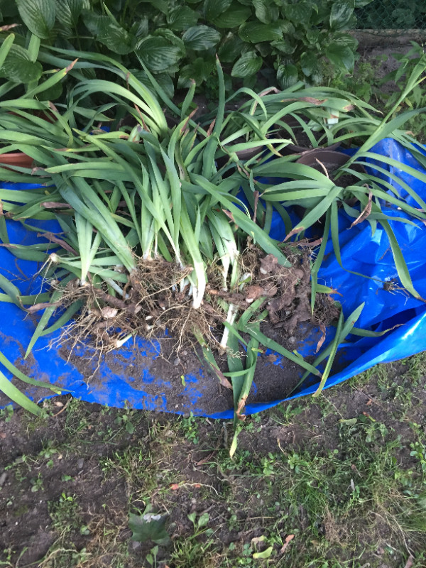 Perennial - Iris in Plants, Fertilizer & Soil in Oshawa / Durham Region - Image 4
