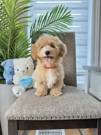 Adorable Bichon Toy Poodle Puppies ♥️♥️