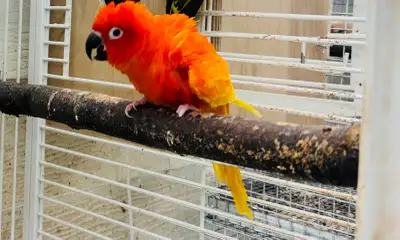 sun conure (Red Pied), View more