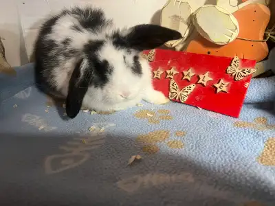  Dwarf Holland Loop and one Rex bunny, both females, View more