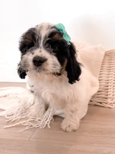 Cavapoochon Puppies, View more