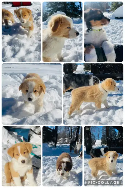 Berger australien CKC (prêt à quitter), View more