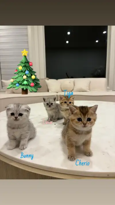 Adorable Scottish Fold Kittens Available !! ✨, View more