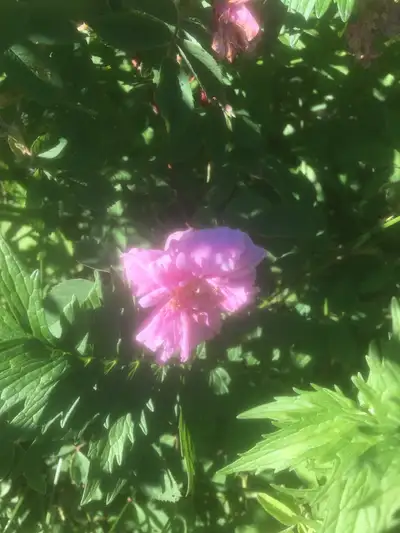 Perennial plants for sale from organic farm. Price starts from $1.00