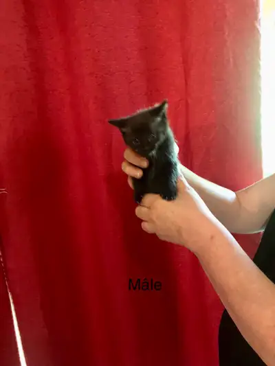 Beaux petit chatons à vendre!, View more