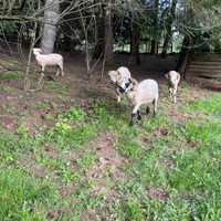 Ram lambs yearlings 