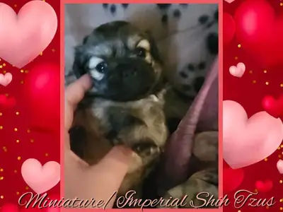 Purebred Imperial Shih Tzu puppies (Miniature)., View more