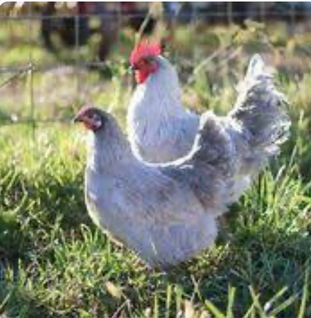 Looking for Laying Hens in Livestock in Ottawa