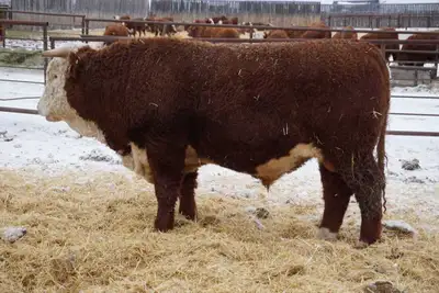 * 2 Year Old Horned Hereford Bulls *, View more