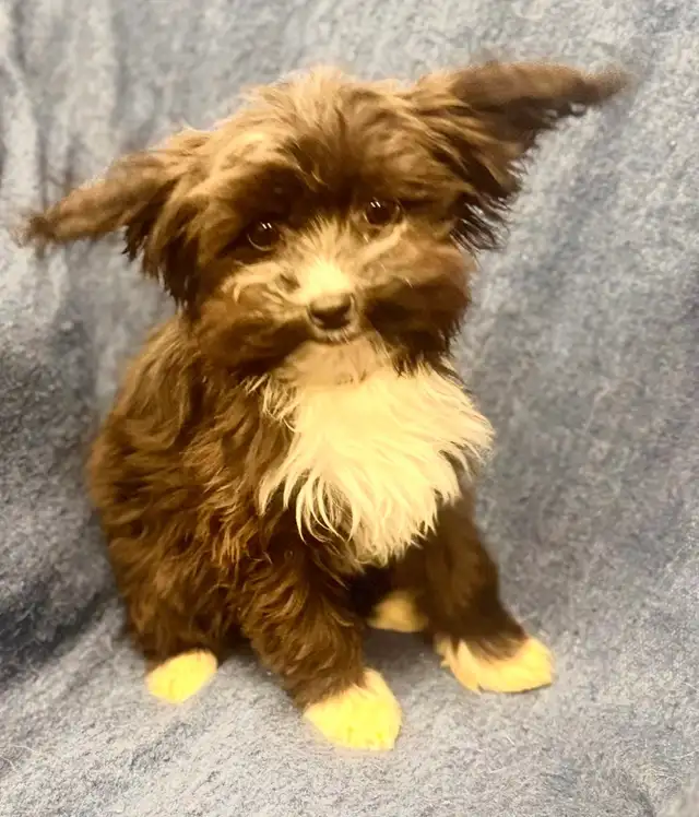 Yorkie poodle puppies in Dogs & Puppies for Rehoming in Calgary - Image 5