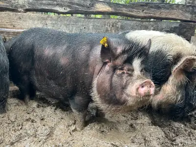 3 Juliana/kunekune cross potbelly pigs, View more