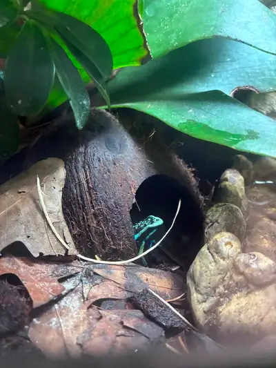 Terrarium with Dart Frogs and Mourning geckos, View more