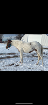 2022 APHA Filly 