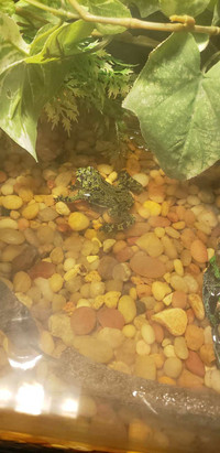 Fire bellied toad not sure the sex.With terrarium