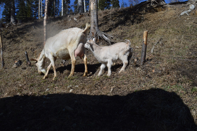 Alpine Buckling.  Pending in Livestock in Prince George - Image 4
