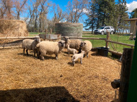 Shropshire sheep - ewes and lambs