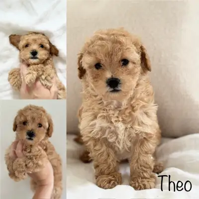 Toy poodle puppies, View more