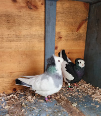 Komorn Tumbler pigeons