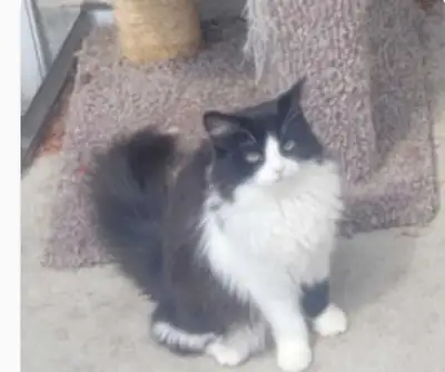 lost female cat, View more