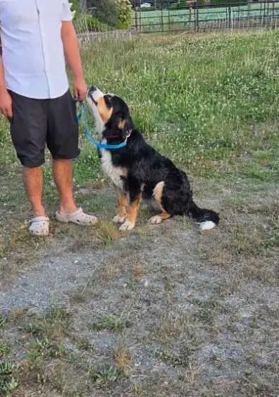 pup for rehome , View more
