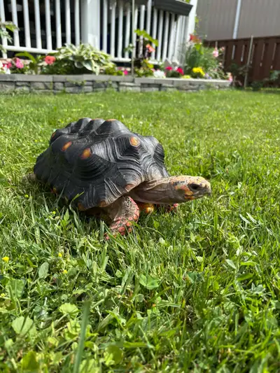 Male Red footed Tortoise , View more
