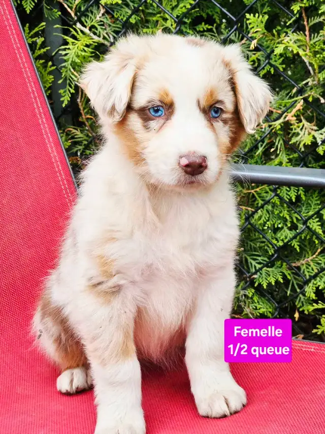 ^^Berger Australien^^ pure race in Dogs & Puppies for Rehoming in Lanaudière - Image 3