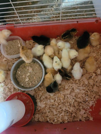 Barn yard mix chicks