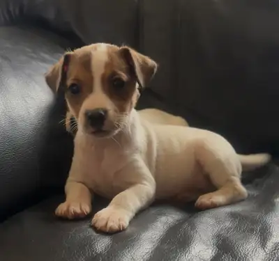 Jack Russell Terrier, View more