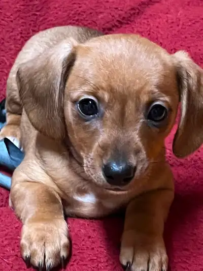 ALL Puppies have homes 3/4 Dachshund/ 1/4 Chihuahua Puppies, View more
