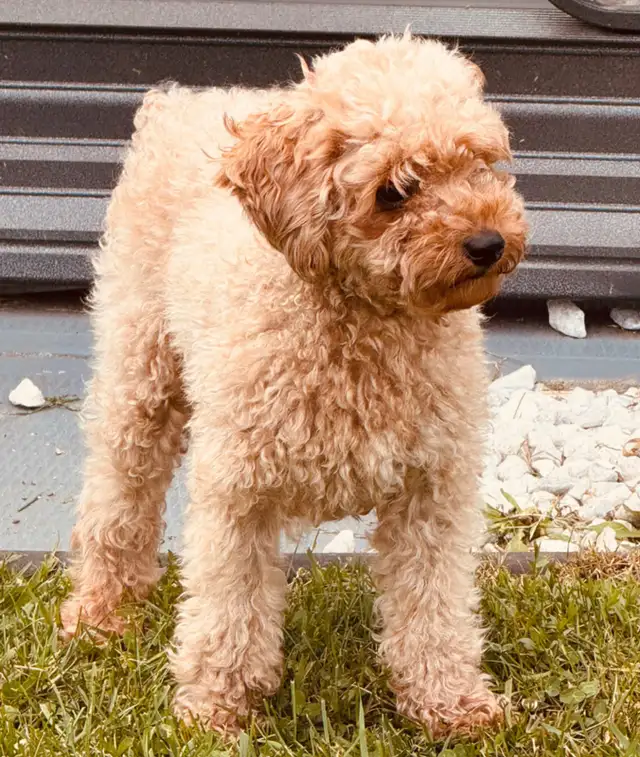 Caniche toy abricot (bébés) in Dogs & Puppies for Rehoming in Laval / North Shore - Image 6
