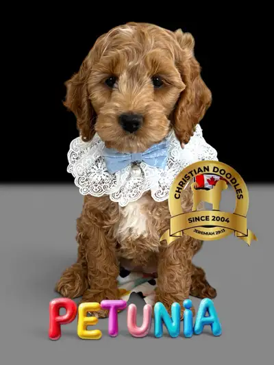 CHRISTIAN DOODLES. 21 years breeding quality Cockapoo’s with DNA cleared parents and grandparents RE...