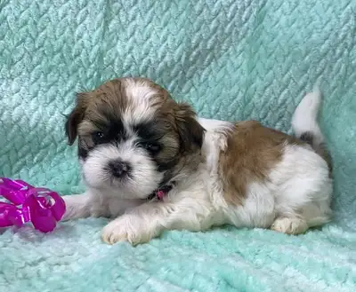 ❤️Precious Pure Shih-Tzu Puppies❤️, View more