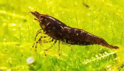 Chocolate Rose Shrimp, View more