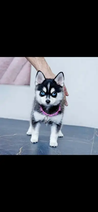 Toy Pomsky Puppy ! Available, View more
