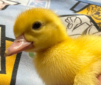 Muscovy ducklings for sale