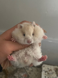 Pedigree syrian hamsters - Ethical Hamstery