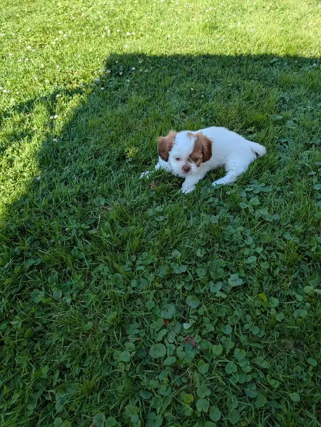 Beautiful Shih Tzu Puppies SOLD in Dogs & Puppies for Rehoming in Kitchener / Waterloo - Image 3