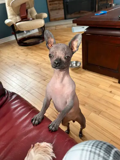 +Hairless+Chihuahua+Puppies+–+Ready+for+Loving+Homes!+, View more