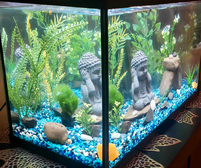 Aquarium for Beginners in Fish for Rehoming in Mississauga / Peel Region - Image 2