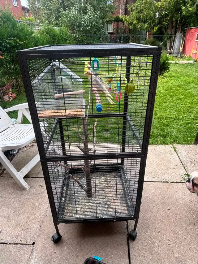 cockatiel in Birds for Rehoming in Mississauga / Peel Region - Image 2