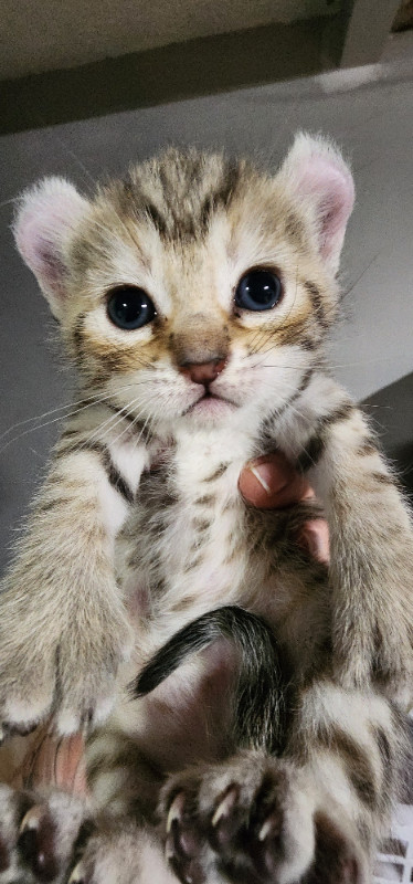 Highland lynx dans Chats et chatons à adopter  à Sherbrooke