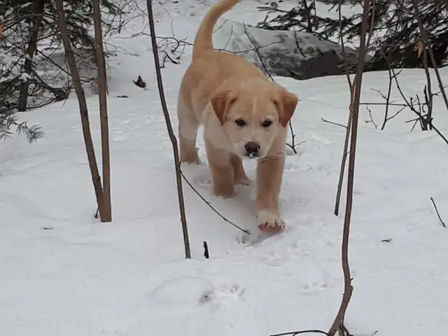 BORDER COLLIE/ LAB in Dogs & Puppies for Rehoming in Muskoka - Image 5