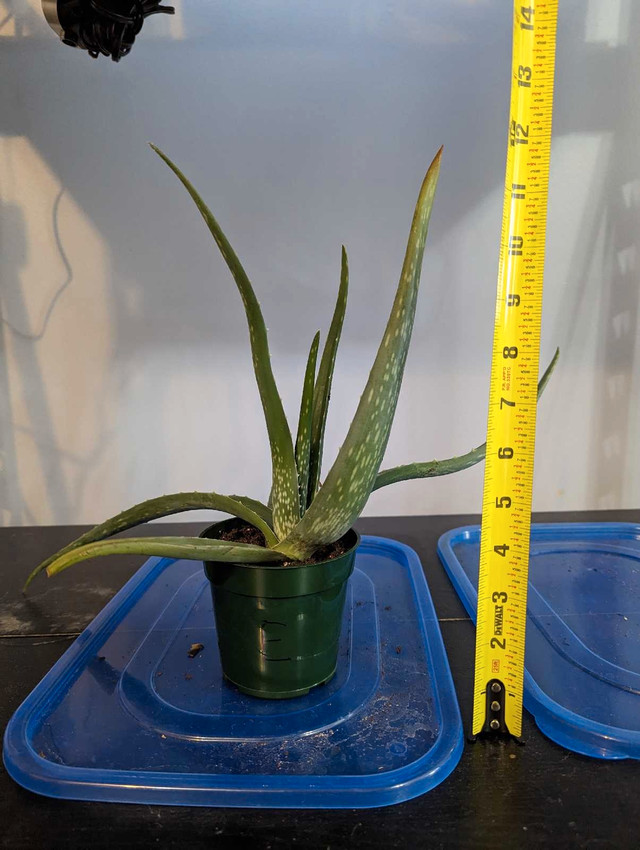 Aloe Vera Plant in Plants, Fertilizer & Soil in City of Toronto - Image 3